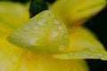 yellow spring flowers in springtime covered with rain drops Royalty Free Stock Photo