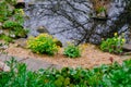 yellow spring flowers in springtime covered with rain drops Royalty Free Stock Photo