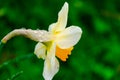 yellow spring flowers in springtime covered with rain drops Royalty Free Stock Photo