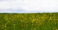 Yellow spring flowers on a sunny meadow Royalty Free Stock Photo