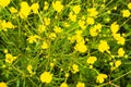 Yellow spring flowers on a sunny meadow Royalty Free Stock Photo