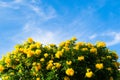 Yellow spring flowers on the tree over blue sky Royalty Free Stock Photo