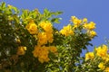 Yellow spring flowers on the tree over blue sky photo Royalty Free Stock Photo