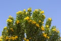 Yellow spring flowers on the tree over blue sky photo Royalty Free Stock Photo