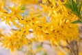 Yellow spring flowers on tree. Sunlight.