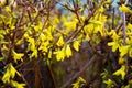 Yellow spring flowers on the trees