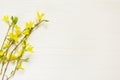 Yellow spring forsythia flowers on branches on light white wooden background