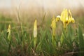 Yellow spring irises blooming in the steppe