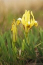 Yellow spring irises blooming in the steppe