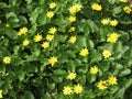 Yellow spring meadow flowers Royalty Free Stock Photo