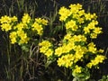 Yellow spring meadow flowers Royalty Free Stock Photo