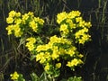 Yellow spring meadow flowers Royalty Free Stock Photo