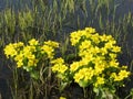 Yellow spring meadow flowers Royalty Free Stock Photo