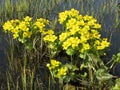 Yellow spring meadow flowers Royalty Free Stock Photo