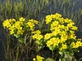 Yellow spring meadow flowers Royalty Free Stock Photo