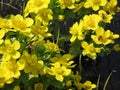 Yellow spring meadow flowers Royalty Free Stock Photo