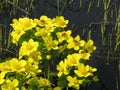 Yellow spring meadow flowers Royalty Free Stock Photo