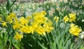 Yellow spring narcissus flowers. Yellow Narcissus flower also known as daffodil, daffadowndilly, narcissus, and jonquil Royalty Free Stock Photo