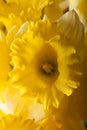 Yellow spring narcissus. Shallow depth of field. Selective Focus Royalty Free Stock Photo