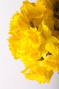 Yellow spring narcissus. Shallow depth of field. Selective Focus Royalty Free Stock Photo