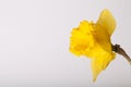 Yellow spring narcissus. Shallow depth of field. Selective Focus Royalty Free Stock Photo