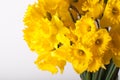 Yellow spring narcissus. Shallow depth of field. Selective Focus Royalty Free Stock Photo