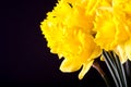 Yellow spring narcissus. Shallow depth of field. Selective Focus Royalty Free Stock Photo