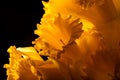 Yellow spring narcissus. Shallow depth of field. Selective Focus Royalty Free Stock Photo