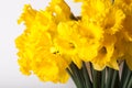 Yellow spring narcissus. Shallow depth of field. Selective Focus Royalty Free Stock Photo