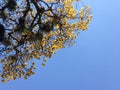 Yellow spring / Primavera amarilla