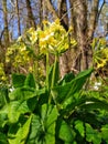 yellow spring primrose flower Royalty Free Stock Photo