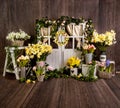 Yellow spring sett up with colourful flowers yellow and dark wood Royalty Free Stock Photo