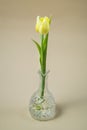 Yellow spring tulip in a crystal vase Royalty Free Stock Photo