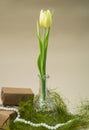 yellow spring tulip in a crystal vase Royalty Free Stock Photo