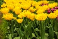 Yellow spring tulip flowers flowerbad natural background Royalty Free Stock Photo