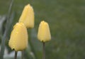 Yellow spring tulips