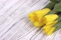 Yellow spring tulips on white wooden background. Place for text. Womans day. 8 March. Royalty Free Stock Photo