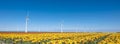 yellow tulips and wind turbines under blue sky in the netherlands Royalty Free Stock Photo