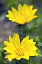 Yellow spring wild flower Royalty Free Stock Photo