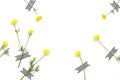 yellow spring wildflower mockup with negative white space Royalty Free Stock Photo