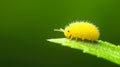 A Yellow Springtail on a Leaf Royalty Free Stock Photo
