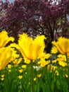 Yellow Springtime Tulips Ottawa Canada Royalty Free Stock Photo