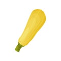 Yellow squash close up. Vector illustration on white background. Royalty Free Stock Photo