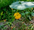 Yellow squash flower growing naturally in the garden. Royalty Free Stock Photo