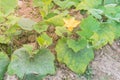 Yellow squash flower and young fruit at kitchen garden farm in Vietnam Royalty Free Stock Photo