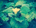 Yellow squash flower and young fruit at kitchen garden farm in Vietnam Royalty Free Stock Photo