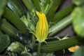 Yellow squash flower. Zucchini plant