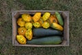 Yellow squash and green zucchini, fresh vegetables Royalty Free Stock Photo