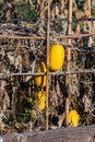 Yellow Squash Hanging On A Vine