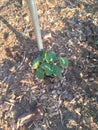 Yellow squash plant sprouting